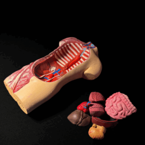 Model anatomiczny człowieka